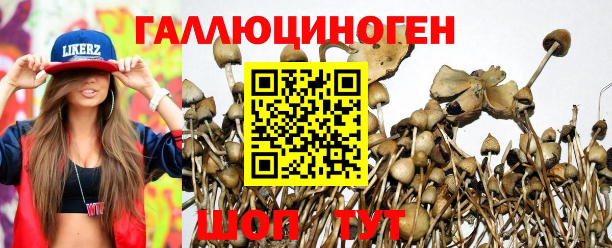 Тара  Псилоцибиновые грибы Cubensis  Вход с VPN  Галлюциногенные грибы Psilocybe 